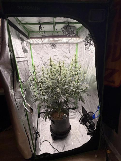 Gorilla Zkittles Auto. Week 10 - 11-26-2025