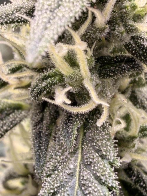 Gorilla Zkittles Auto. Week 10 - 11-26-2025