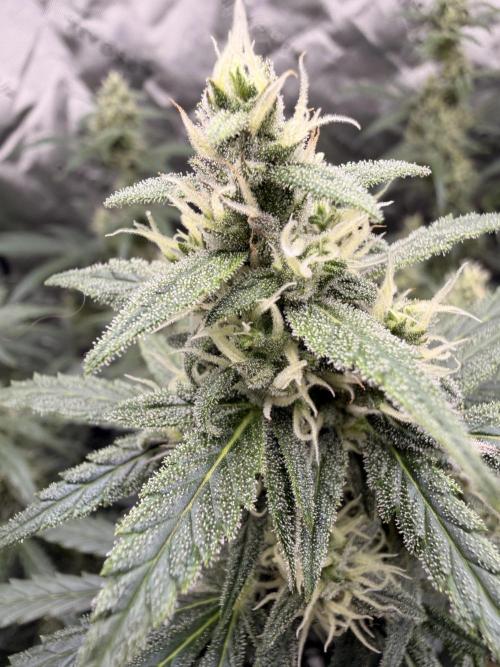 Gorilla Zkittles Auto. Week 10 - 11-27-2025