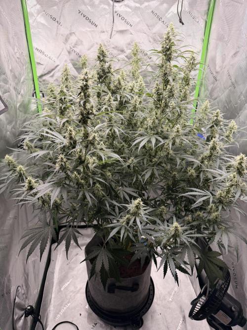 Gorilla Zkittles Auto. Week 10 - 11-27-2025
