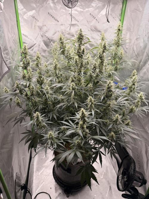 Gorilla Zkittles Auto. Week 10 - 11/28/2025