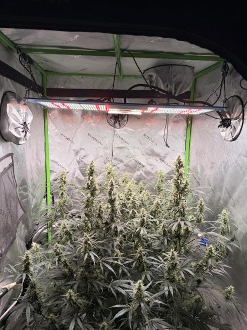 Gorilla Zkittles Auto. Week 10 - 11/28/2025. Upgraded light to the HLG 225 Diablo X