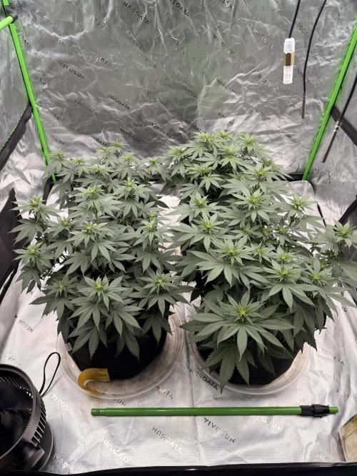 Fast Deisel from izi.farm. Week 6 - 12/3/2025