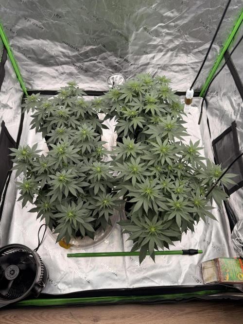 Fast Deisel from izi.farm. Week 6 - 12/3/2025