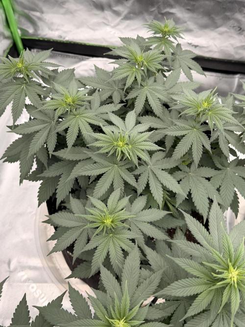 Fast Deisel from izi.farm. Week 6 - 12/3/2025