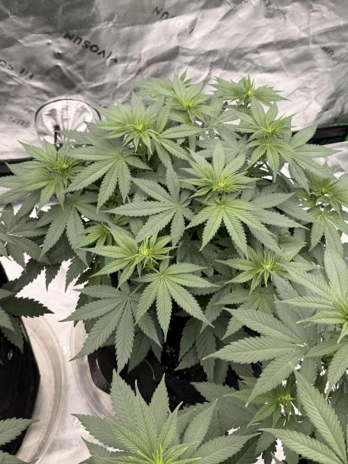 Fast Deisel from izi.farm. Week 6 - 12/3/2025