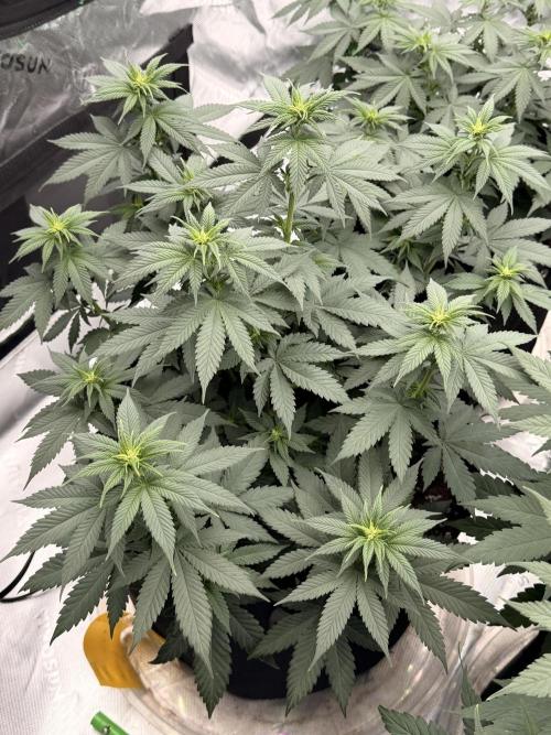 Fast Deisel from izi.farm. Week 6 - 12/3/2025