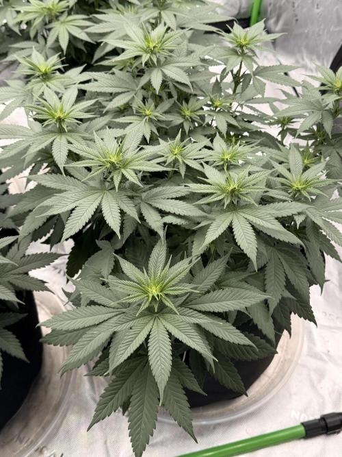 Fast Deisel from izi.farm. Week 6 - 12/3/2025