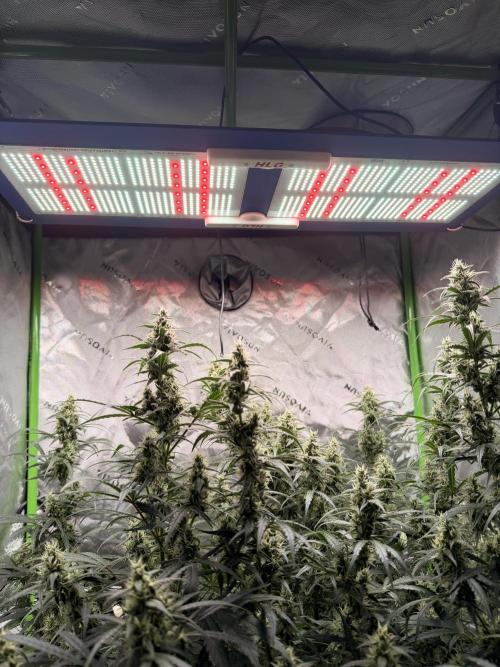 Gorilla Zkittles Auto. Week 11 - 11/30/2025