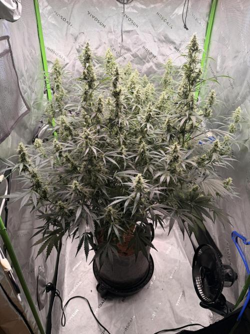 Gorilla Zkittles Auto. Week 11 - 11/30/2025