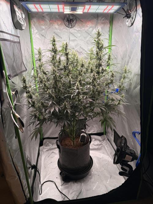 Gorilla Zkittles Auto. Week 11 - 11/30/2025