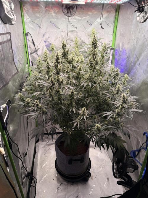 Gorilla Zkittles Auto. Week 11 - 11/30/2025