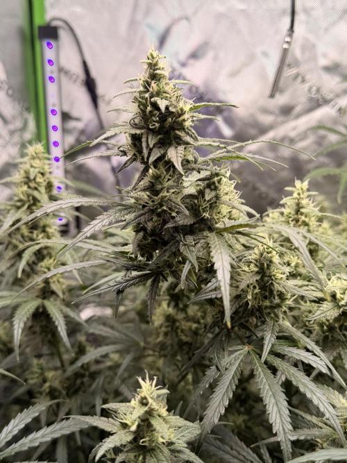 Gorilla Zkittles Auto. Week 11 - 11/30/2025