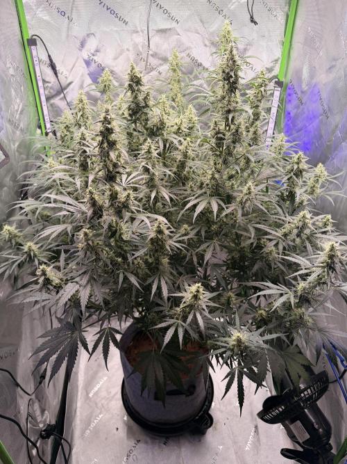 Gorilla Zkittles Auto. Week 11 - 12/1/2025