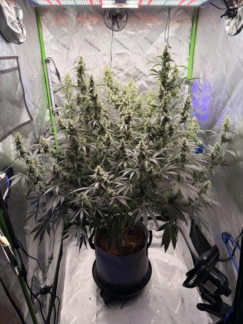 Gorilla Zkittles Auto. Week 11 - 12/2/2025