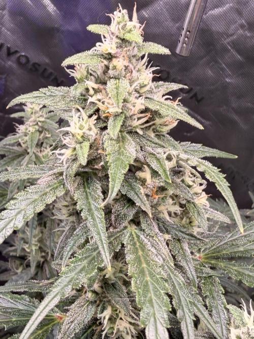 Gorilla Zkittles Auto. Week 11 - 12/2/2025