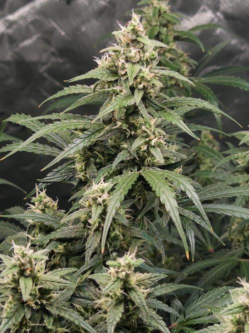 Gorilla Zkittles Auto. Week 11 - 12/3/2025