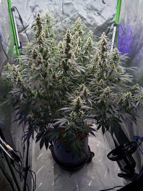 Gorilla Zkittles Auto. Week 11 - 12/3/2025