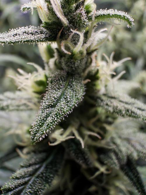 Gorilla Zkittles Auto. Week 11 - 12/3/2025