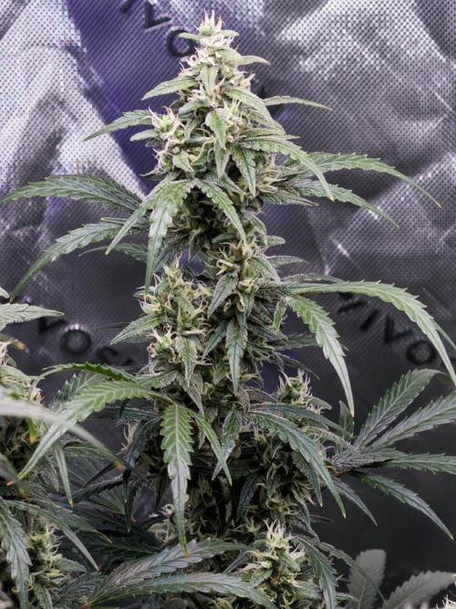 Gorilla Zkittles Auto. Week 11 - 12/3/2025