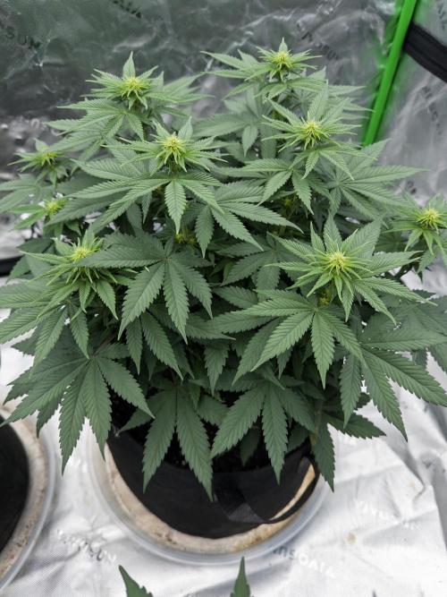 Fast Deisel from izi.farm. Week 7