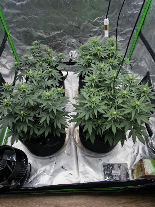 Fast Deisel from izi.farm. Week 7