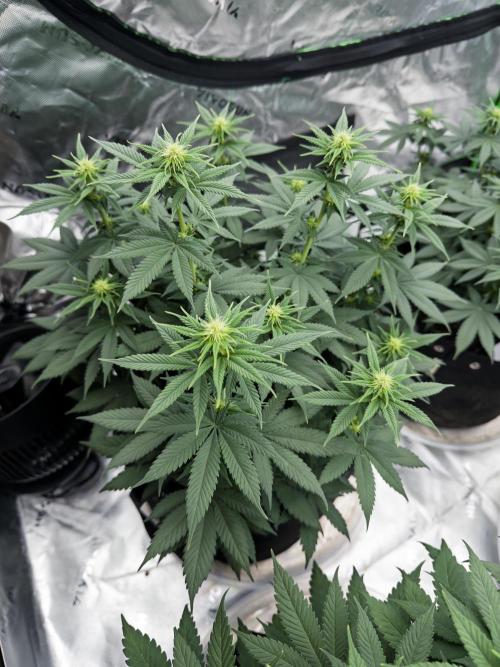 Fast Deisel from izi.farm. Week 7