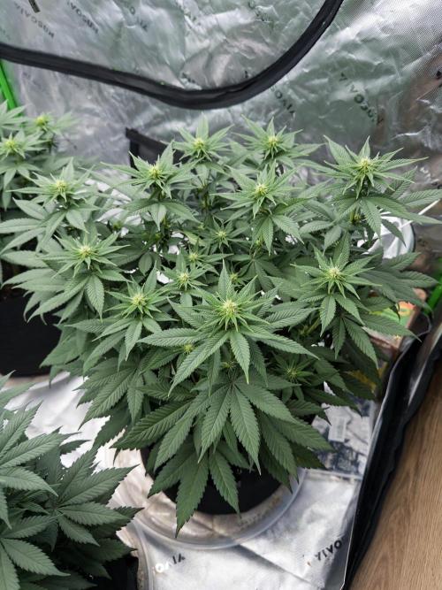 Fast Deisel from izi.farm. Week 7