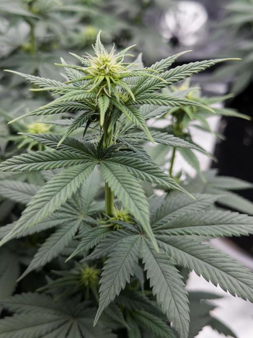 Fast Deisel from izi.farm. Week 7