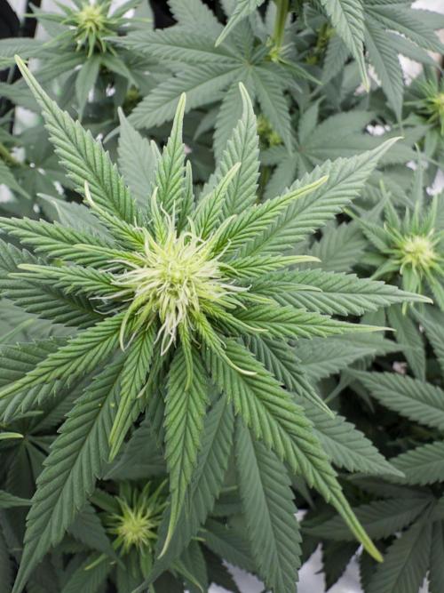 Fast Deisel from izi.farm. Week 7