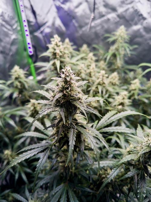 Gorilla Zkittles Auto. Week 12