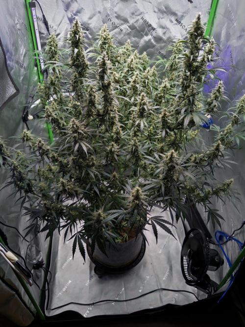 Gorilla Zkittles Auto. Week 12