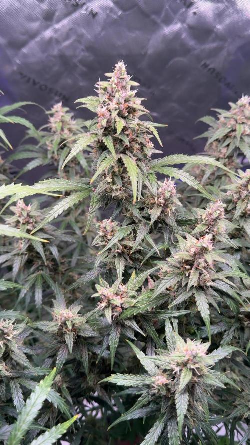 Gorilla Zkittles Auto