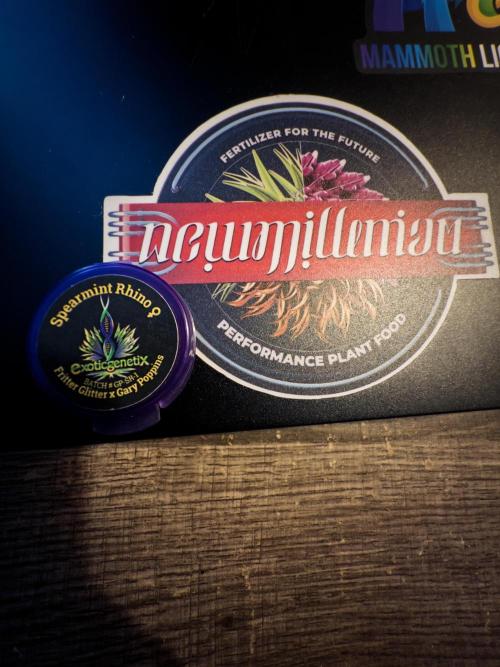 Spearmint Rhino-Exotic Genetix. Week 0