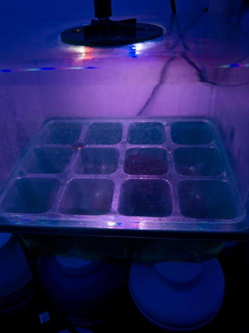 Spearmint Rhino-Exotic Genetix. Week 0