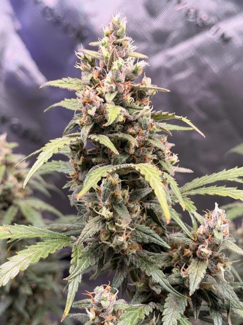 Gorilla Zkittles Auto. Week 13