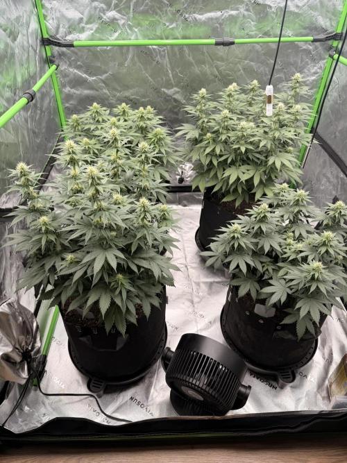 Fast Deisel from izi.farm. Week 8 - 12/17/2025