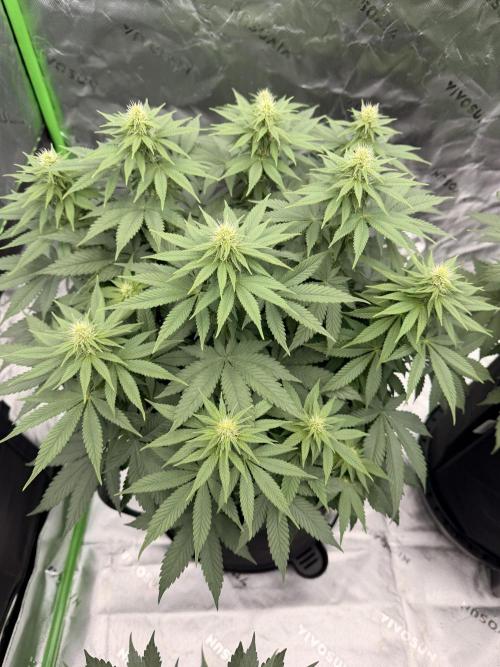 Fast Deisel from izi.farm. Week 8 - 12/17/2025