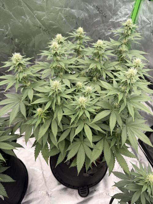 Fast Deisel from izi.farm. Week 8 - 12/17/2025