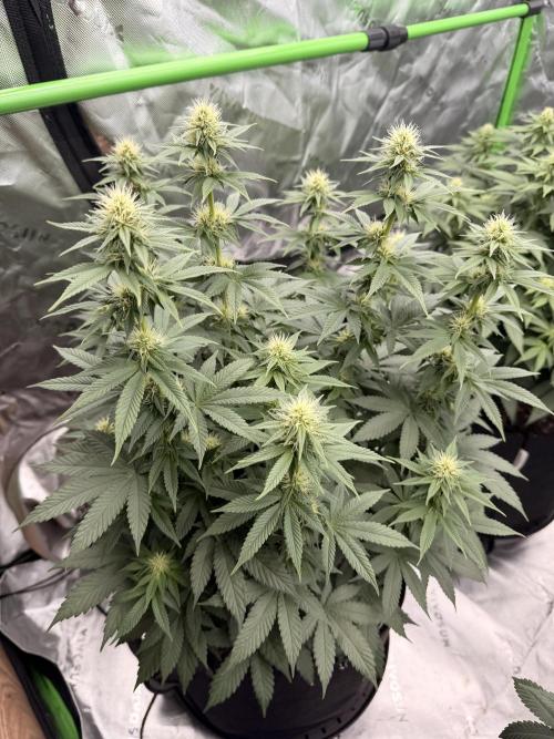 Fast Deisel from izi.farm. Week 8 - 12/17/2025