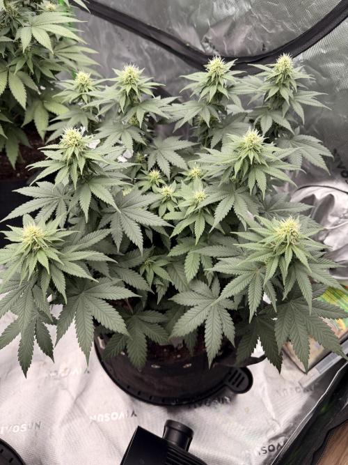 Fast Deisel from izi.farm. Week 8 - 12/17/2025