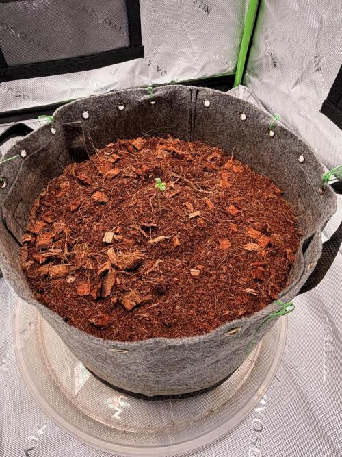 Spearmint Rhino and Jixer-Exotic Genetix. Week 0