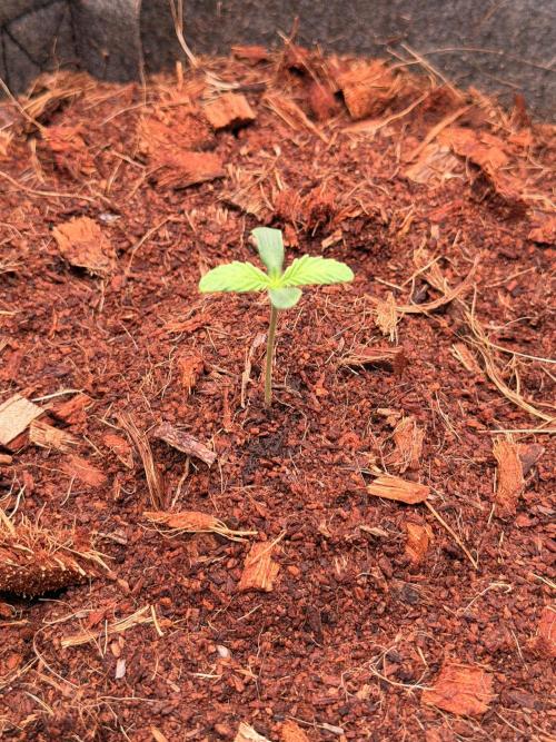 Spearmint Rhino and Jixer-Exotic Genetix. Week 0 - 12/18/2025