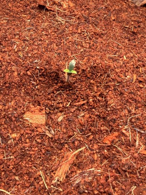 Spearmint Rhino and Jixer-Exotic Genetix. Week 0 - 12/18/2025