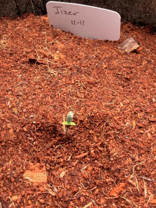 Spearmint Rhino and Jixer-Exotic Genetix. Week 0 - 12/18/2025