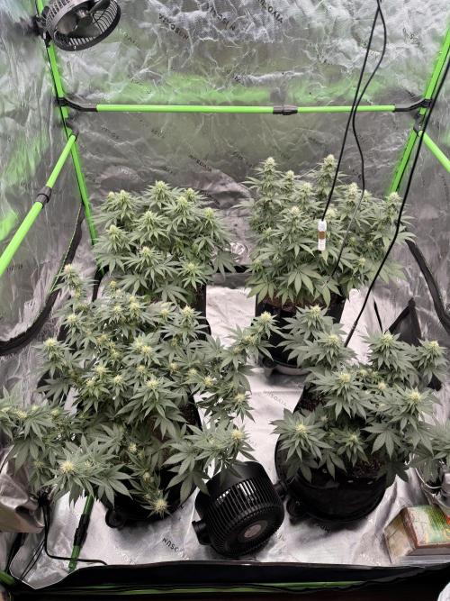 Fast Deisel from izi.farm. Week 9 - 12/20/2025