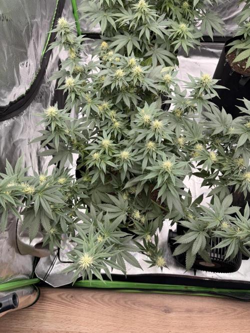 Fast Deisel from izi.farm. Week 9 - 12/20/2025