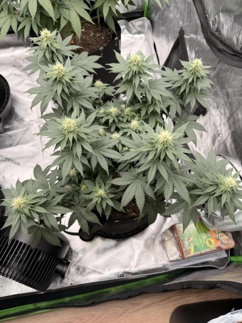 Fast Deisel from izi.farm. Week 9 - 12/20/2025