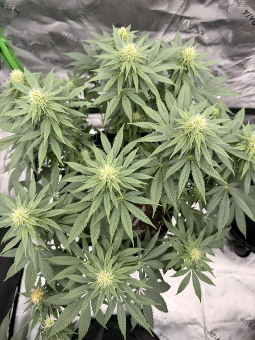 Fast Deisel from izi.farm. Week 9 - 12/20/2025