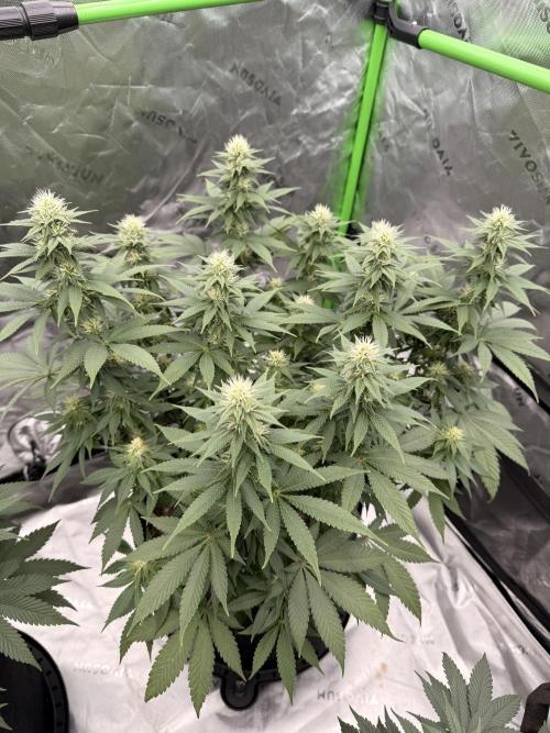 Fast Deisel from izi.farm. Week 9 - 12/20/2025